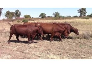 LOT 147 6 X HEIFERS HEAVILY PREGNANT OR ALREADY CALVED / VERSE SWAAR DRAGTIG OF REEDS GEKALF (Per stuk om lot te neem)