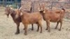 3X CROSS DOE JH Boshoff (Per animal to take the lot)
