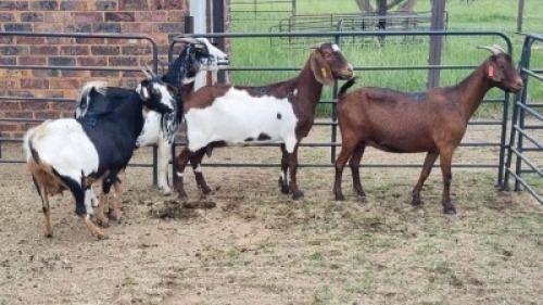 4X CROSS DOE JH Boshoff (Per animal to take the lot)