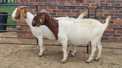 2X BOER GOAT DOE JH Boshoff (Per animal to take the lot)