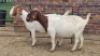 2X BOER GOAT DOE JH Boshoff (Per animal to take the lot)