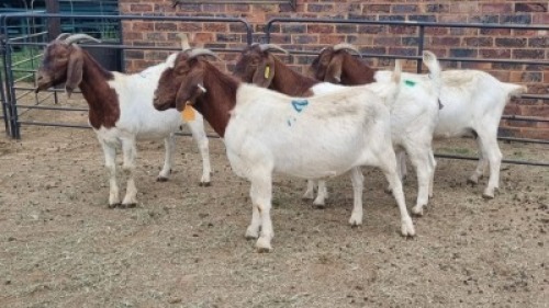 4X BOER GOAT DOE JH Boshoff (Per animal to take the lot)