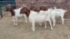 4X BOER GOAT DOE JH Boshoff (Per animal to take the lot)