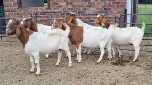 5X BOER GOAT DOE JH Boshoff (Per animal to take the lot)
