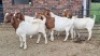 5X BOER GOAT DOE JH Boshoff (Per animal to take the lot)