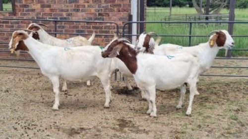5X BOER GOAT DOE JH Boshoff (Per animal to take the lot)
