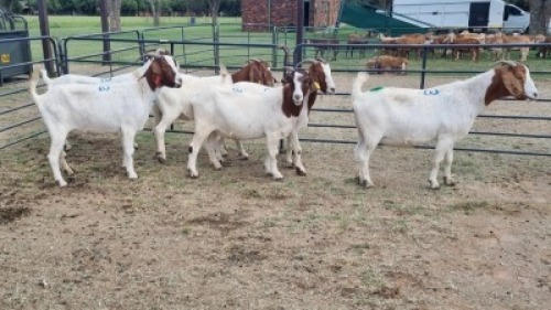 6X BOER GOAT DOE JH Boshoff (Per animal to take the lot)