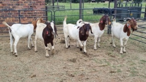 5X BOER GOAT DOE JH Boshoff (Per animal to take the lot)