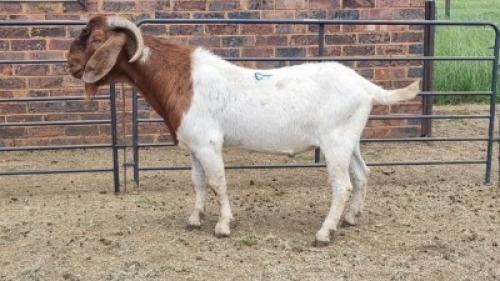 1X BOER GOAT BUCK JH Boshoff