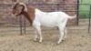 1X BOER GOAT BUCK JH Boshoff