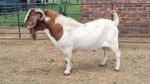 1X BOER GOAT BUCK JH Boshoff