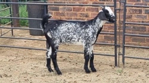 1X CAPE SKILDER DOE Livestock 8884