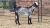 1X CAPE SKILDER DOE Livestock 8884