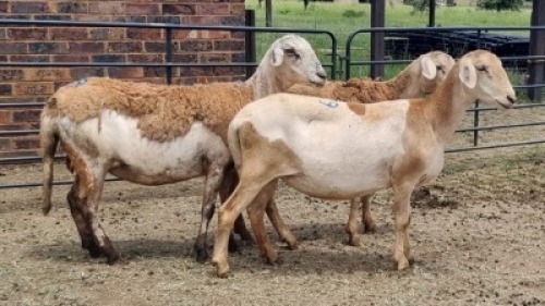 3X MEATMASTER EWE Carl (Per animal to take the lot)