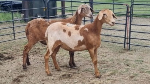 2X MEATMASTER EWE Carl (Per animal to take the lot)