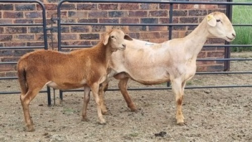 1+1X MEATMASTER EWE Carl