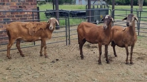 3X MEATMASTER EWE Carl (Per animal to take the lot)