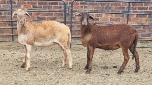 2X MEATMASTER EWE Carl (Per animal to take the lot)