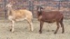 2X MEATMASTER EWE Carl (Per animal to take the lot)