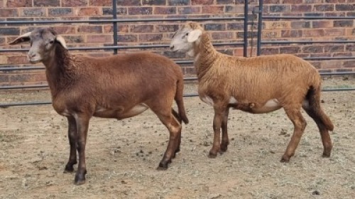 2X MEATMASTER EWE Carl (Per animal to take the lot)