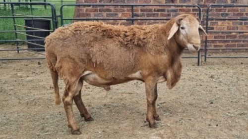 1X MEATMASTER RAM Carl