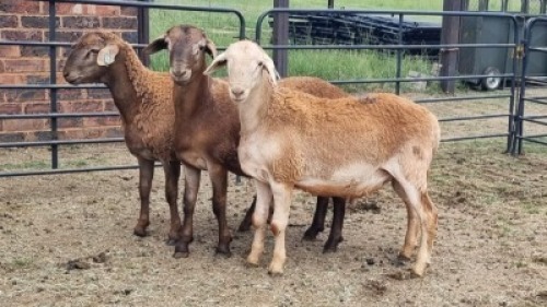 3X MEATMASTER RAM Carl (Per animal to take the lot)