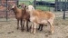 3X MEATMASTER RAM Carl (Per animal to take the lot)