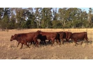 LOT 149 9 X HEIFERS HEAVILY PREGNANT OR ALREADY CALVED / VERSE SWAAR DRAGTIG OF REEDS GEKALF (Per stuk om lot te neem)