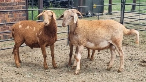 3X MEATMASTER RAM Carl (Per animal to take the lot)