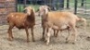 3X MEATMASTER RAM Carl (Per animal to take the lot)