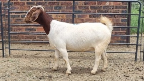 1X BOER GOAT DOE Oakwood Stable