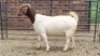 1X BOER GOAT DOE Oakwood Stable