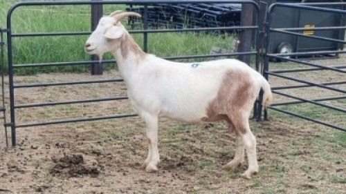 1X MILK GOAT CROSS DOE Oakwood Stable