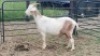 1X MILK GOAT CROSS DOE Oakwood Stable