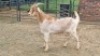 1X MILK GOAT CROSS KAPATER Oakwood Stable