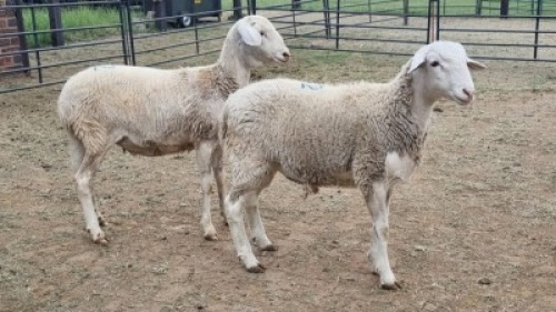 2X VAN ROOY CROSS M / F Oakwood Stable (Per animal to take the lot)