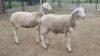 2X VAN ROOY CROSS M / F Oakwood Stable (Per animal to take the lot)