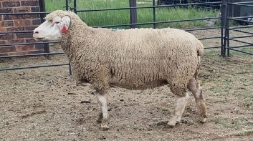 1X ILE DE FRANCE EWE Oakwood Stable