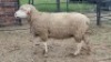 1X ILE DE FRANCE EWE Oakwood Stable