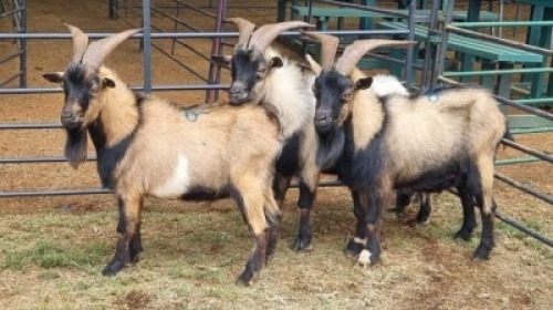 3X CAMEROON DWARF BUCK Oakwood Stable (Per animal to take the lot)