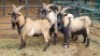 3X CAMEROON DWARF BUCK Oakwood Stable (Per animal to take the lot)