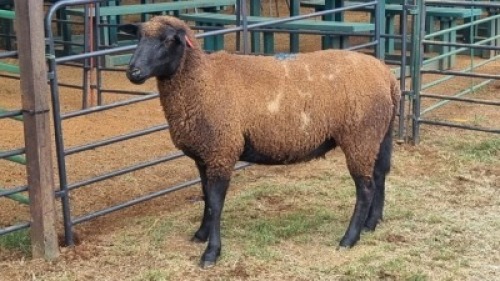 1X DORPER CROSS EWE Oakwood Stable