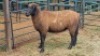 1X DORPER CROSS EWE Oakwood Stable