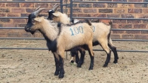 2X CAMEROON DWARF BUCK Oakwood Stable (Per animal to take the lot)
