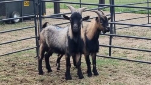 2X CAMEROON DWARF BUCK Oakwood Stable (Per animal to take the lot)