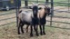 2X CAMEROON DWARF BUCK Oakwood Stable (Per animal to take the lot)