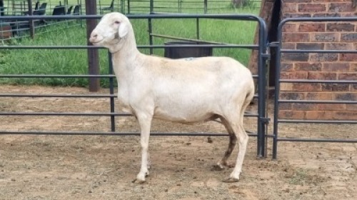 1X VAN ROOY CROSS EWE Oakwood Stable