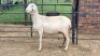 1X VAN ROOY CROSS EWE Oakwood Stable