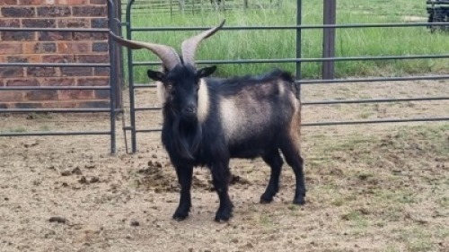 1X CAMEROON DWARF BUCK Oakwood Stable