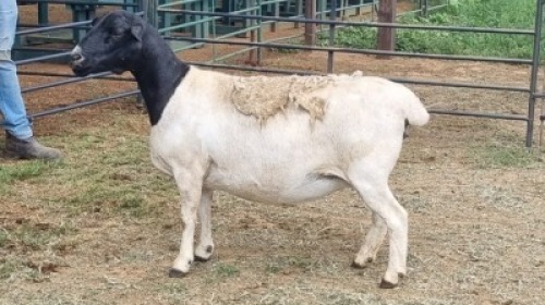 1X DORPER EWE Oakwood Stable